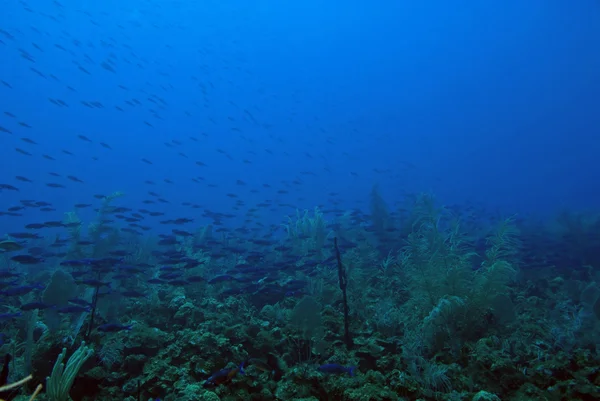 Vida marina y coral en la isla arrecife submarino — Foto de Stock