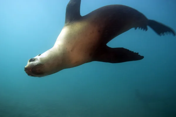 Deniz aslanı California Channel Islands sualtı reef Yüzme