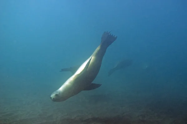 Leones marinos nadando en el arrecife submarino de las Islas del Canal de California — Foto de Stock