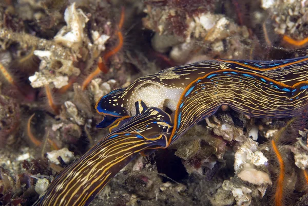 Limaces marines Navanax au récif forestier de varech sous-marin de Californie — Photo