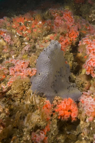 Spugna marina e anemone alla barriera corallina californiana dell'oceano Pacifico — Foto Stock