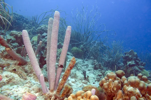 Coral reef underwater sea life — Stock Photo, Image