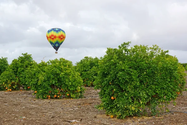 La montgolfière flotte au-dessus des vignobles et des vergers de vin pendant le Temecula Balloon and Wine Festival en Californie. Cet événement annuel propose 2 jours de balades en ballon le matin, festival de musique et dégustation de vin . — Photo