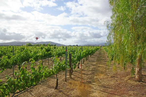 Hot air balloon floats over wine vineyards and orchards during Temecula Balloon and Wine Festival in California. This annual event features 2 days of morning balloon rides, music festival and wine tasting. — Stock Photo, Image