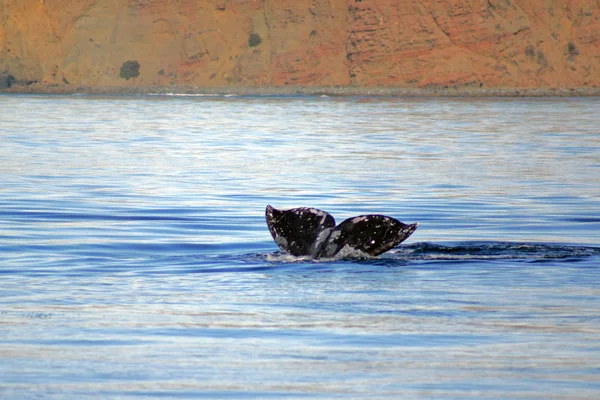 Cola de ballena de ballena gris de California en el Océano Pacífico — Foto de Stock