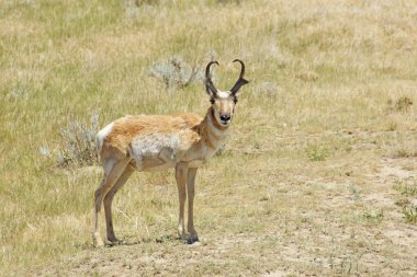 Pronghorn antilop Güney Dakota'daki Badlands Ulusal Parkı 