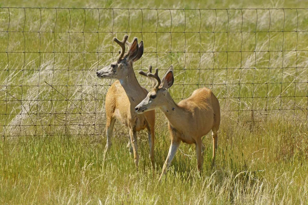 Hert met gewei op grasland in South Dakota — Stockfoto