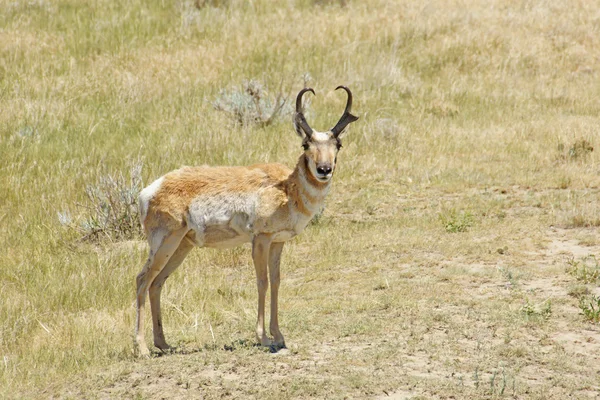 Antilope de Pronghorn au parc national des Badlands dans le Dakota du Sud — Photo