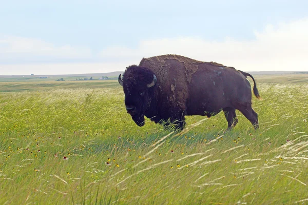 Bison itinérant Badlands National Park dans le Dakota du Sud Black Hills — Photo