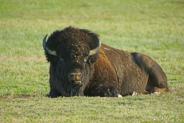 Bison at Badlands National Park in South Dakota Black Hills — Stock Photo, Image