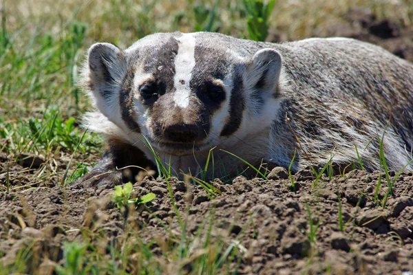 Badger di Custer State Park di South Dakota Black Hills — Stok Foto