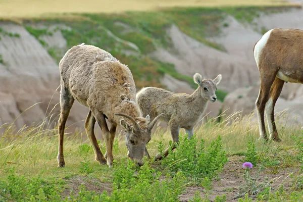 Ovce tlustorohá zvířat volně žijících živočichů v Badlands národní Park v Jižní Dakotě — Stock fotografie