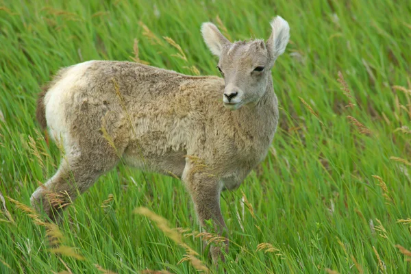 Animais de vida selvagem cordeiro no Badlands National Park em Dakota do Sul — Fotografia de Stock