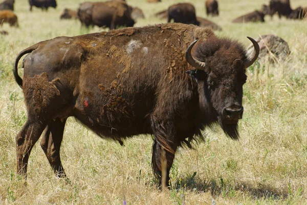 Bison a buvolí stádo zvířat volně žijících živočichů v Badlands národní Park v Jižní Dakotě — Stock fotografie
