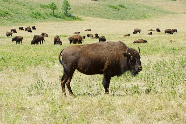 Bison a buvolí stádo zvířat volně žijících živočichů v Badlands národní Park v Jižní Dakotě — Stock fotografie