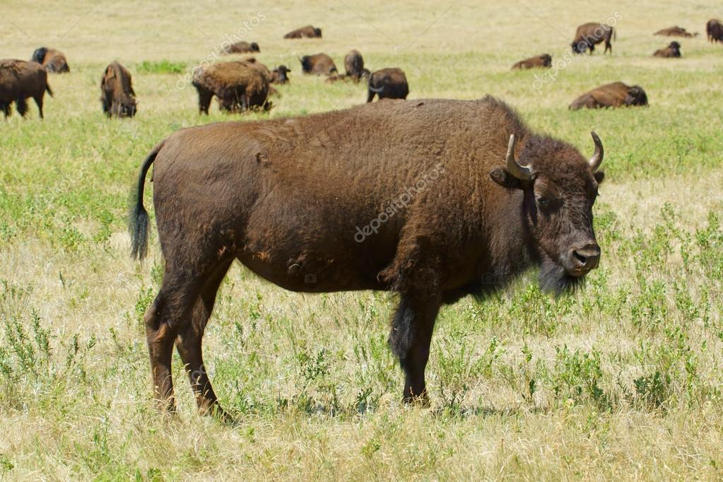 Bison and buffalo herd wildlife animals at Badlands National Park in