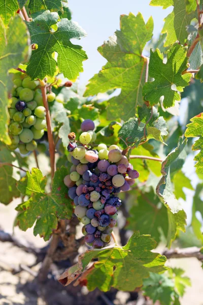 Hrozny rostou v kalifornské vinice — Stock fotografie