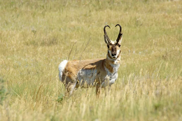 L'antilope d'Amérique pronghorn dans les prairies du parc national des Badlands — Photo