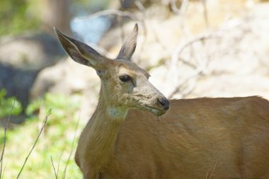 Gölgelerde gizlemek geyik 