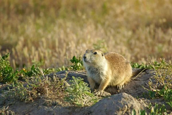 Cão da pradaria no Badlands National Park em Dakota do Sul — Fotografia de Stock