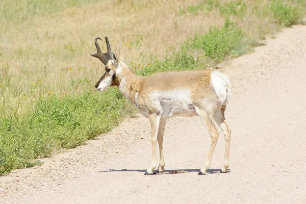 Antelope pronghorn au parc national des Badlands dans le Dakota du Sud — Photo