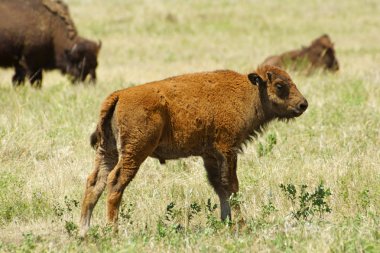 Bizon bufalo buzağı, Custer State Park
