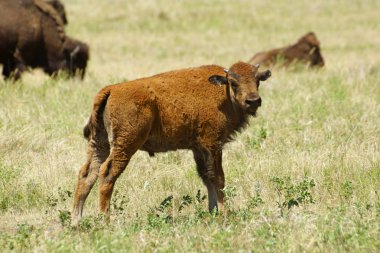 Bufalo buzağı, Custer State Park