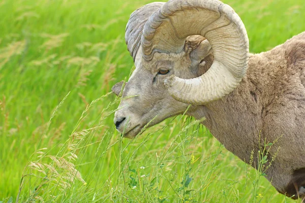 Mouton Ram Bighorn au parc national des Badlands — Photo