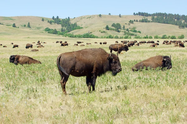 Otlak, Custer State Park Güney Dakota'da bufalo sürüsü 