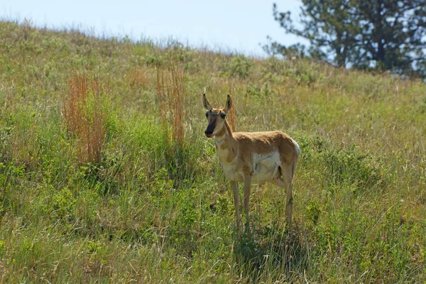 Antilop villásszarvú antilop a Custer State Park, Dél-Dakota — Stock Fotó