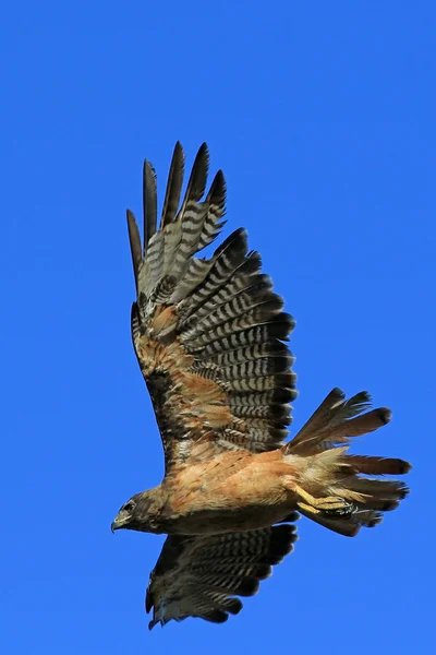 Ave de rapina Hawk caçando no início da manhã — Fotografia de Stock