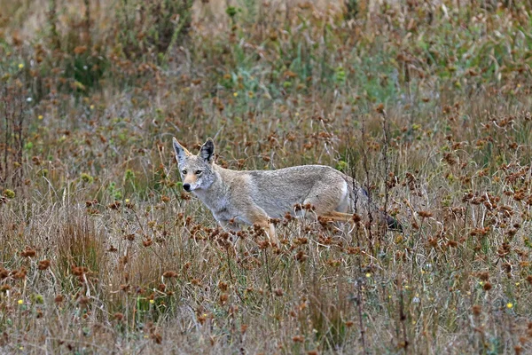 Faune coyote se cachant le long de la colline côtière de Californie du Nord — Photo