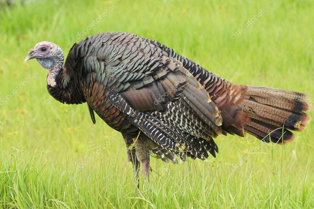 guajolote silvestre en pastizales de florida — Fotos de Stock © KGriff