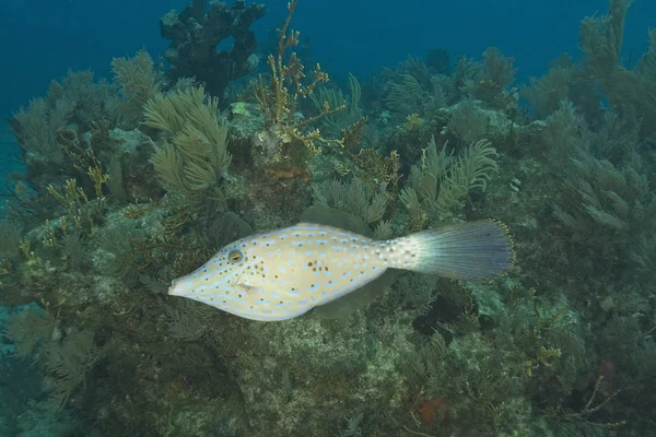 Key largo búvárkodás és a víz alatti halat — Stok fotoğraf