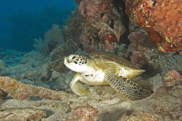 Key largo dykning och undervattensfoto fisk — Stockfoto