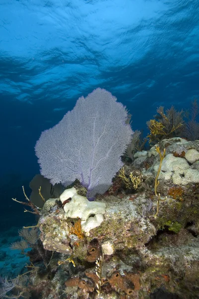 Key Largo Scuba Diving and Underwater Fish — Stock Photo, Image