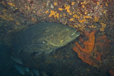 Key largo búvárkodás és a víz alatti halat