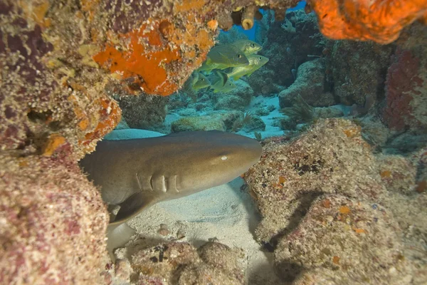 Largo chiave Immersioni subacquee e pesci subacquei — Foto Stock