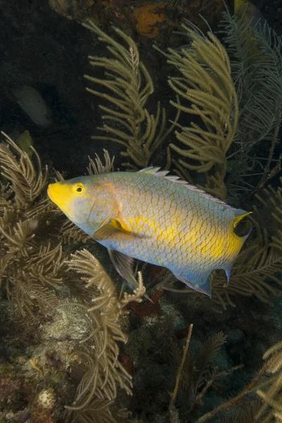 Key Largo Plongée sous-marine et poissons sous-marins — Photo