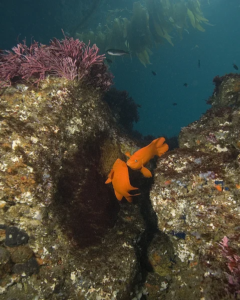 Stilla havet under vattnet — Stockfoto