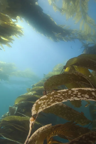 Pacific Ocean Underwater — Stock Photo, Image