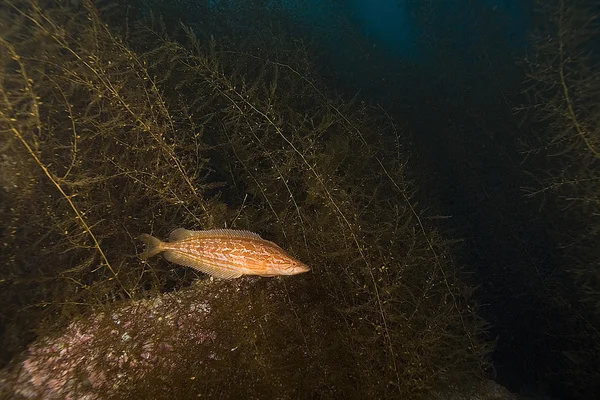 Oceano Pacífico Subaquático — Fotografia de Stock