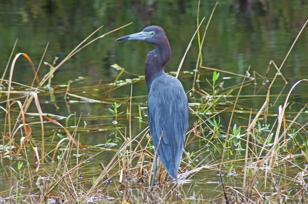 Blue Heron no pântano da Flórida — Fotografia de Stock