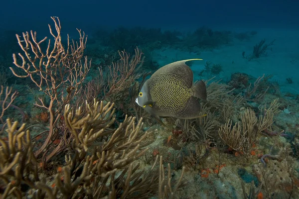 Mergulho subaquático as chaves Florida — Fotografia de Stock