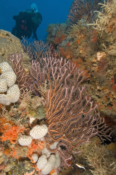 Underwater dykning florida keys — Stockfoto