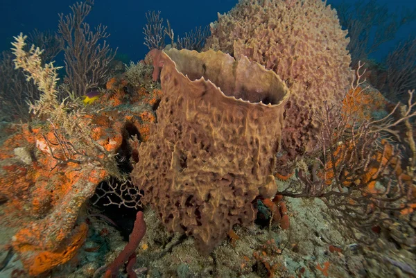 Underwater Scuba Diving the Florida Keys — Stock Photo, Image