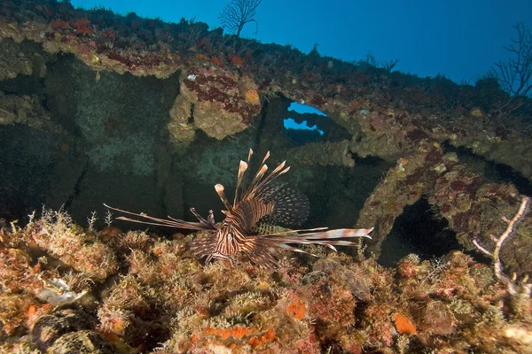 Underwater Scuba Diving the Florida Keys — Stock Photo, Image