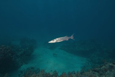 tropik resif sualtı