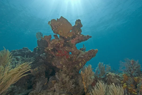 Barriera corallina tropicale sottomarina — Foto Stock