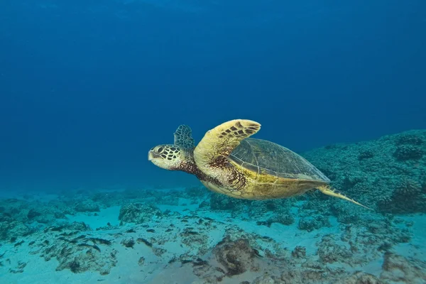 Tropical Reef Underwater — Stock Photo, Image